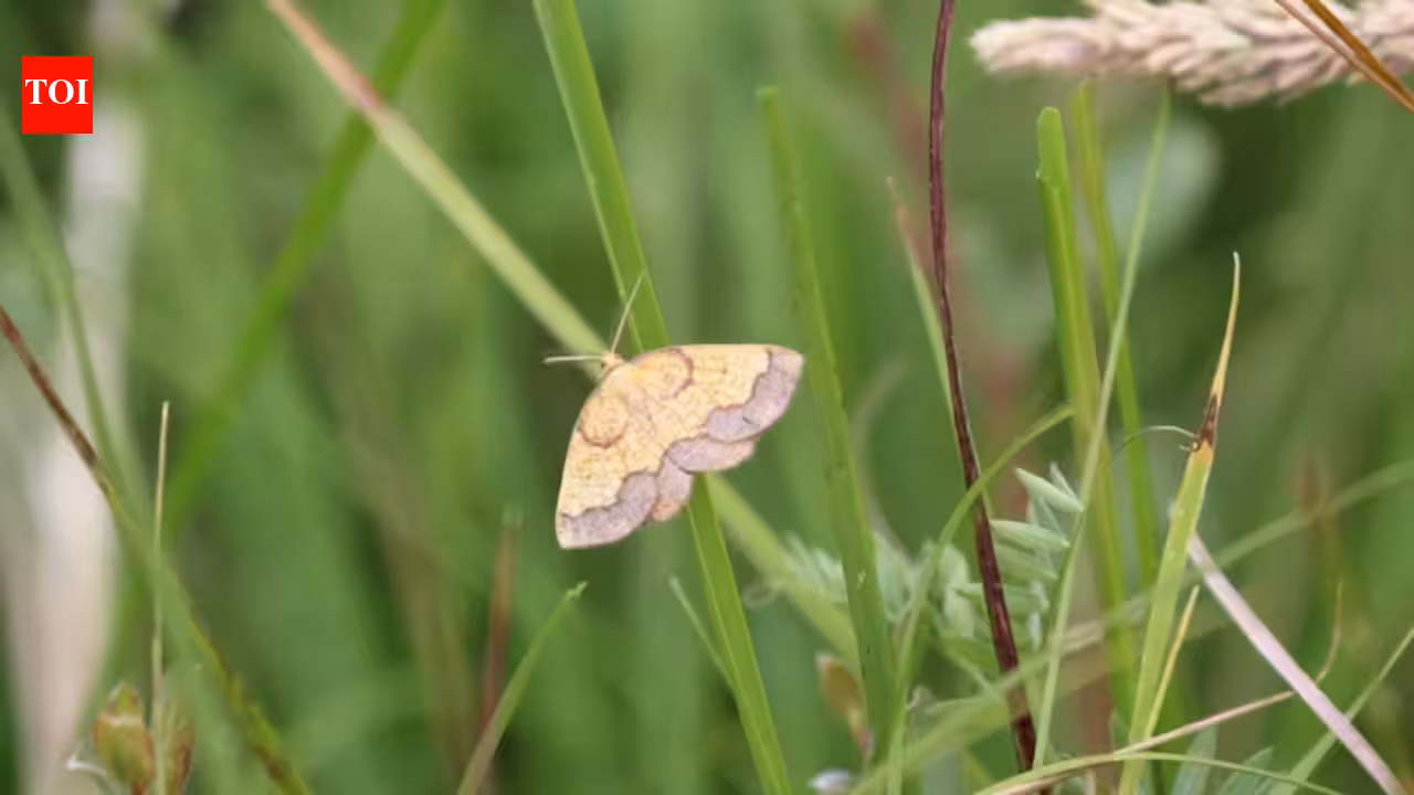 In 1952, one of England’s rarest moths was last recorded at a Northumberland estate; more than 70 years later, conservationists returned after the landscape was restored and found a hidden population within 10 minutes