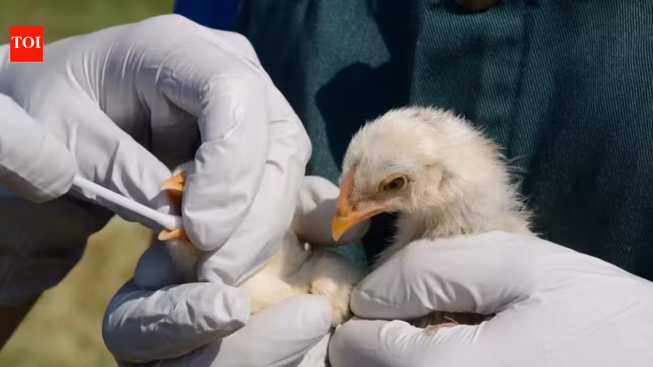 In 2022, bird flu caused an entire Sandwich tern colony in England to be abandoned; four breeding seasons later, the birds have returned in record numbers, creating one of the country’s largest colonies
