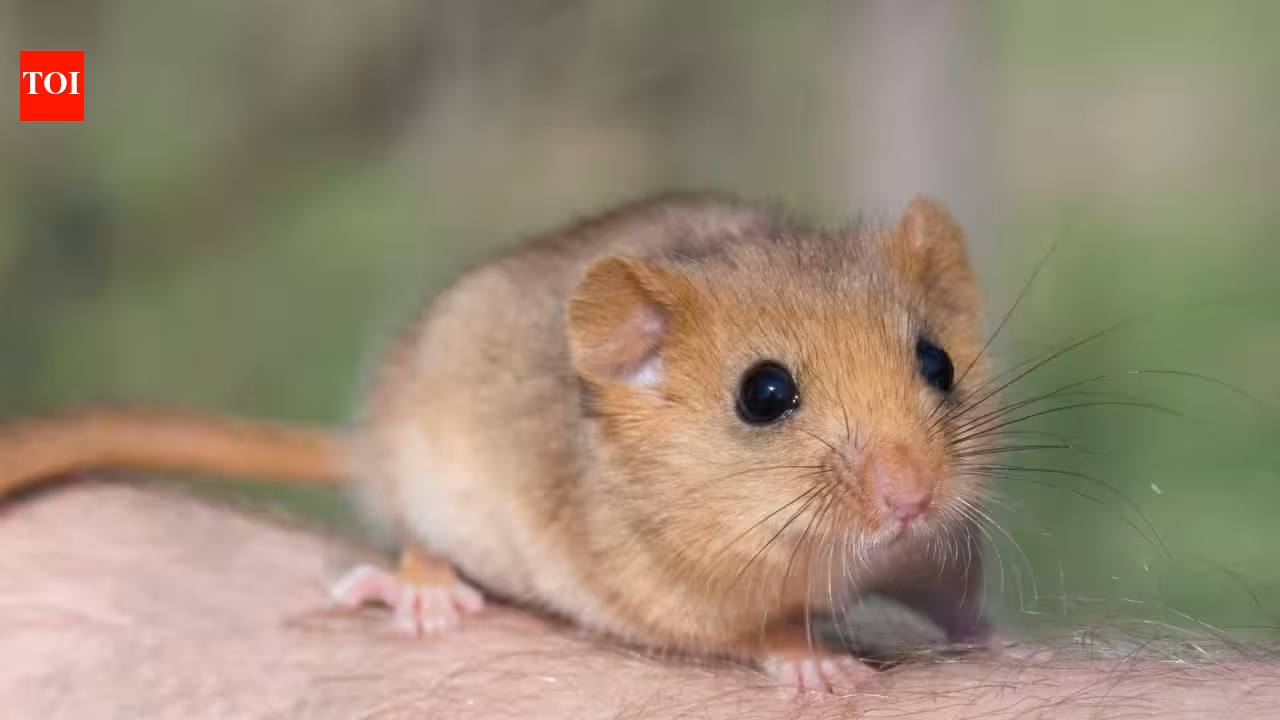 In 1902, edible dormice were released at an English estate; by 2018 Britain had an estimated 23,000, and the government now pays £40 per hectare a year to control damage to trees, crops and nesting birds In 1902, edible dormice were released at an English estate; by 2018 Britain had an estimated 23,000, and the government now pays £40 per hectare a year to control damage to trees, crops and nesting birds