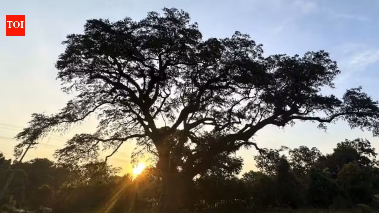 In 1781, a live oak stood beside one of the Revolutionary War’s final major battles; 245 years later, crews are removing old chains that once saved it but are now choking it In 1781, a live oak stood beside one of the Revolutionary War’s final major battles; 245 years later, crews are removing old chains that once saved it but are now choking it