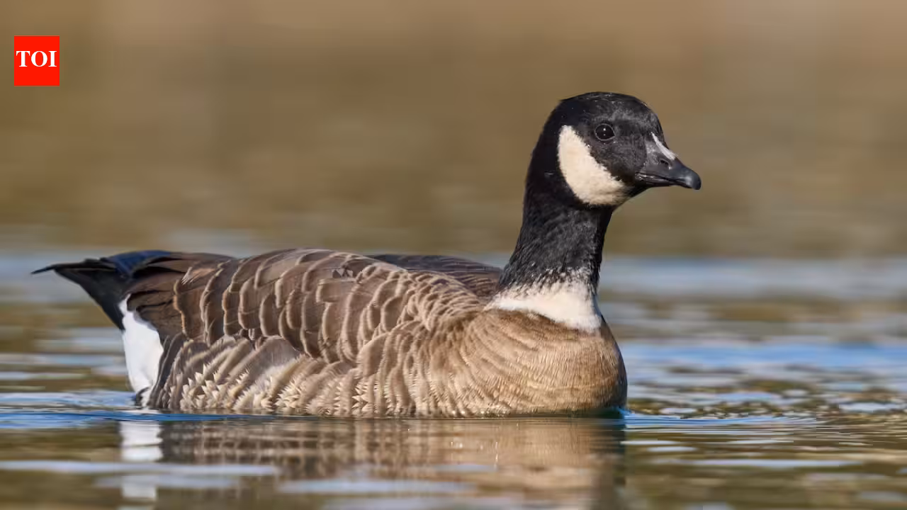 Aleutian Cackling Goose: In 1975, fewer than 800 Aleutian cackling geese remained; fox removal and habitat protection helped the population rebound to around 200,000, and regulated hunting later returned Aleutian Cackling Goose: In 1975, fewer than 800 Aleutian cackling geese remained; fox removal and habitat protection helped the population rebound to around 200,000, and regulated hunting later returned