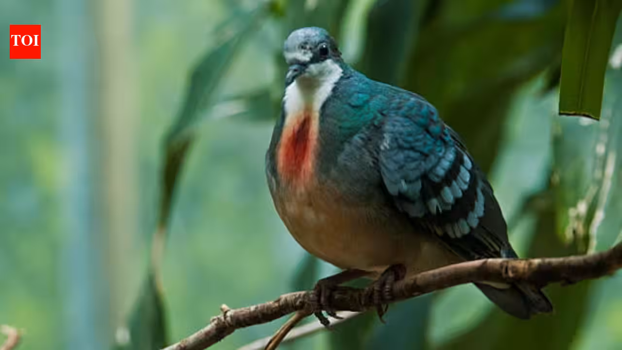 A pigeon with a ‘bleeding heart’ has returned after 20 years: Rare Philippine bird spotted in 2026, but why its comeback may not be good news