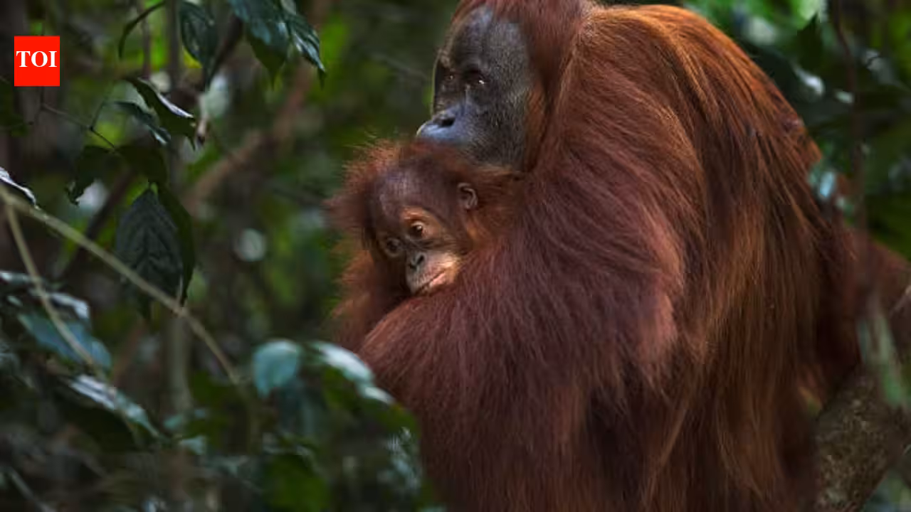 Gold miners have breached a refuge built for rescued orangutans; 14 hectares of Indonesia’s sanctuary damaged in 3 years Gold miners have breached a refuge built for rescued orangutans; 14 hectares of Indonesia’s sanctuary damaged in 3 years