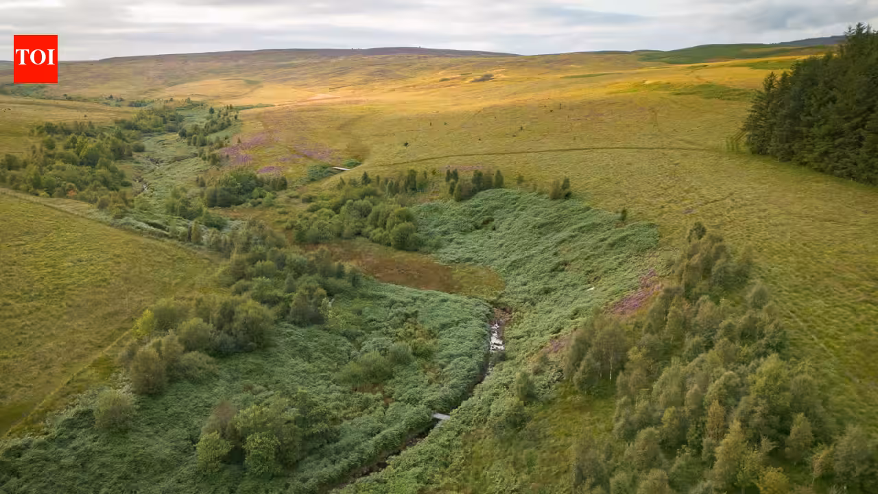 A company bought 7,500 acres of England for £8.5 million to create ‘Britain’s Yellowstone’; after investors are repaid, it plans to give the land to a community or charity