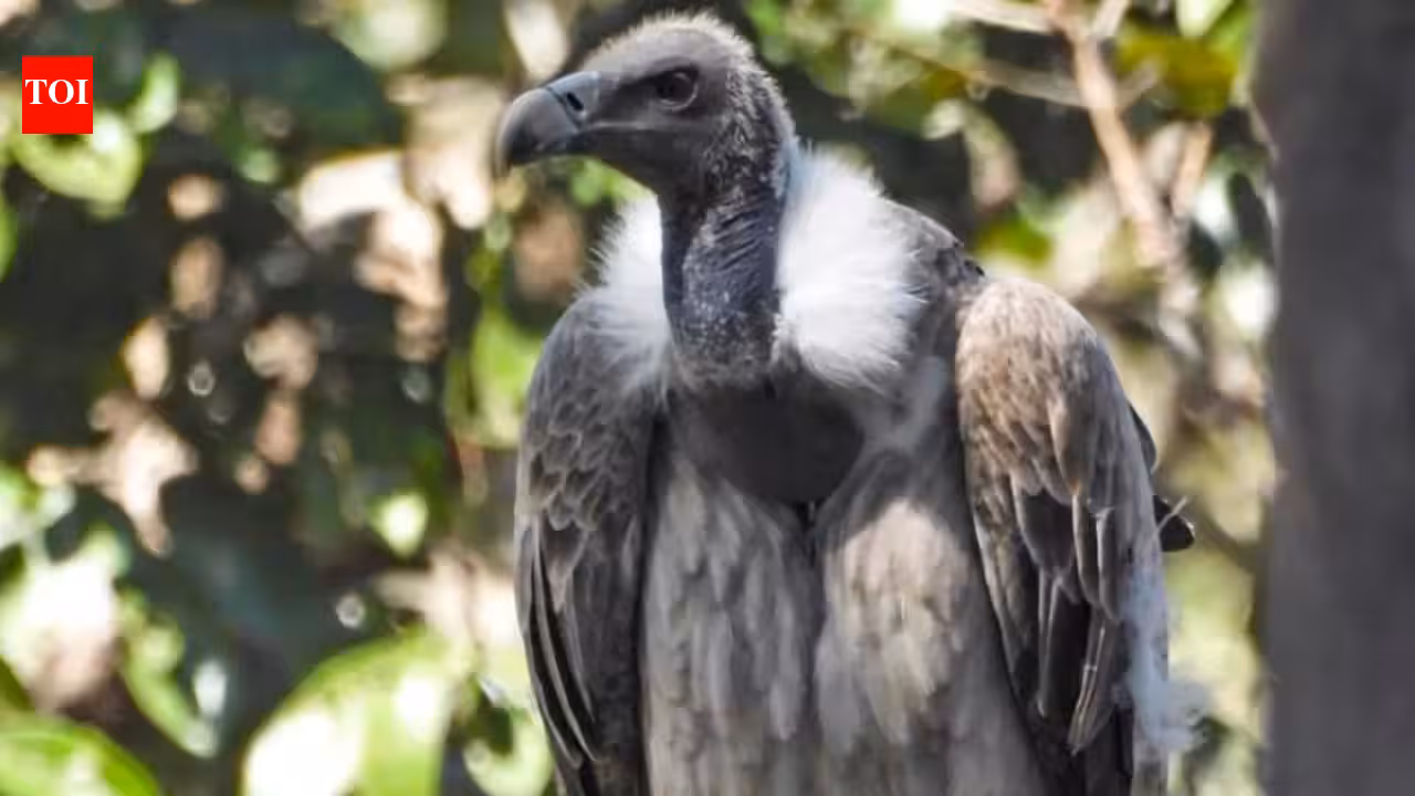 As vultures disappear, minister calls for ‘safe zones’ | India News As vultures disappear, minister calls for ‘safe zones’ | India News