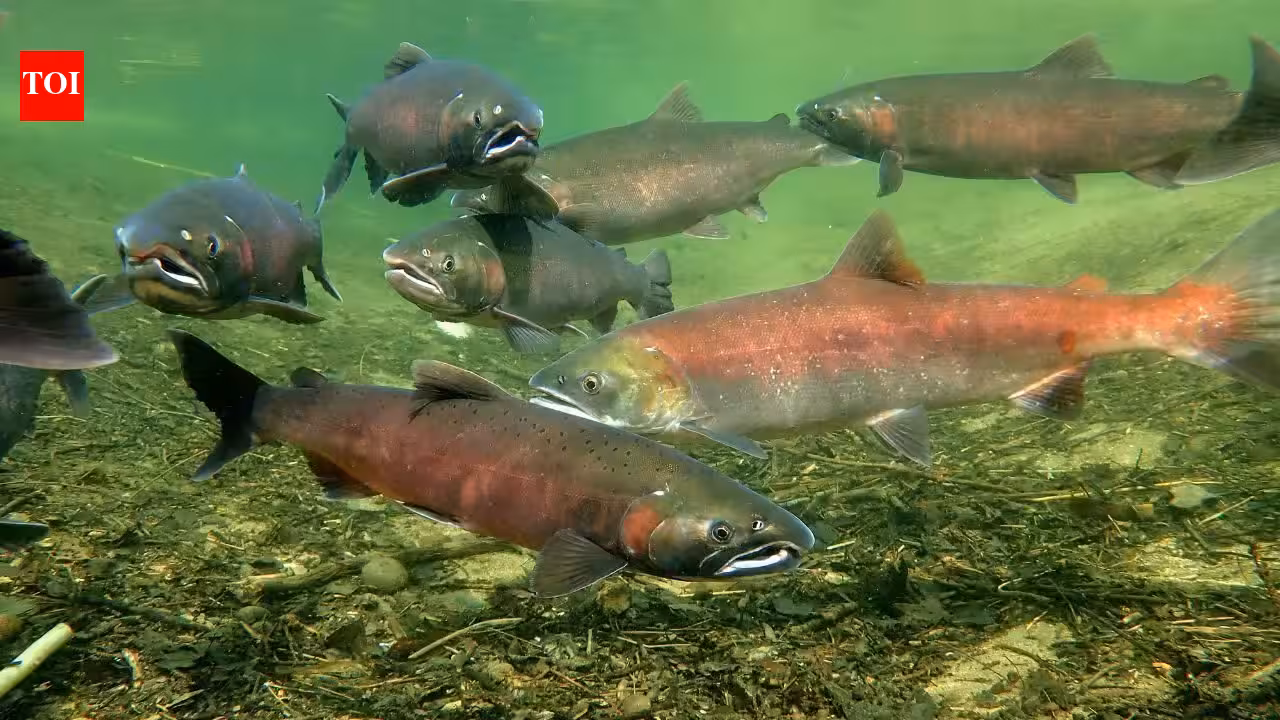 In 2024, four Klamath River dams came down, reopening habitat blocked for over a century; in two salmon runs, 21,052 Chinook moved upstream and reclaimed 88% of their historic range
