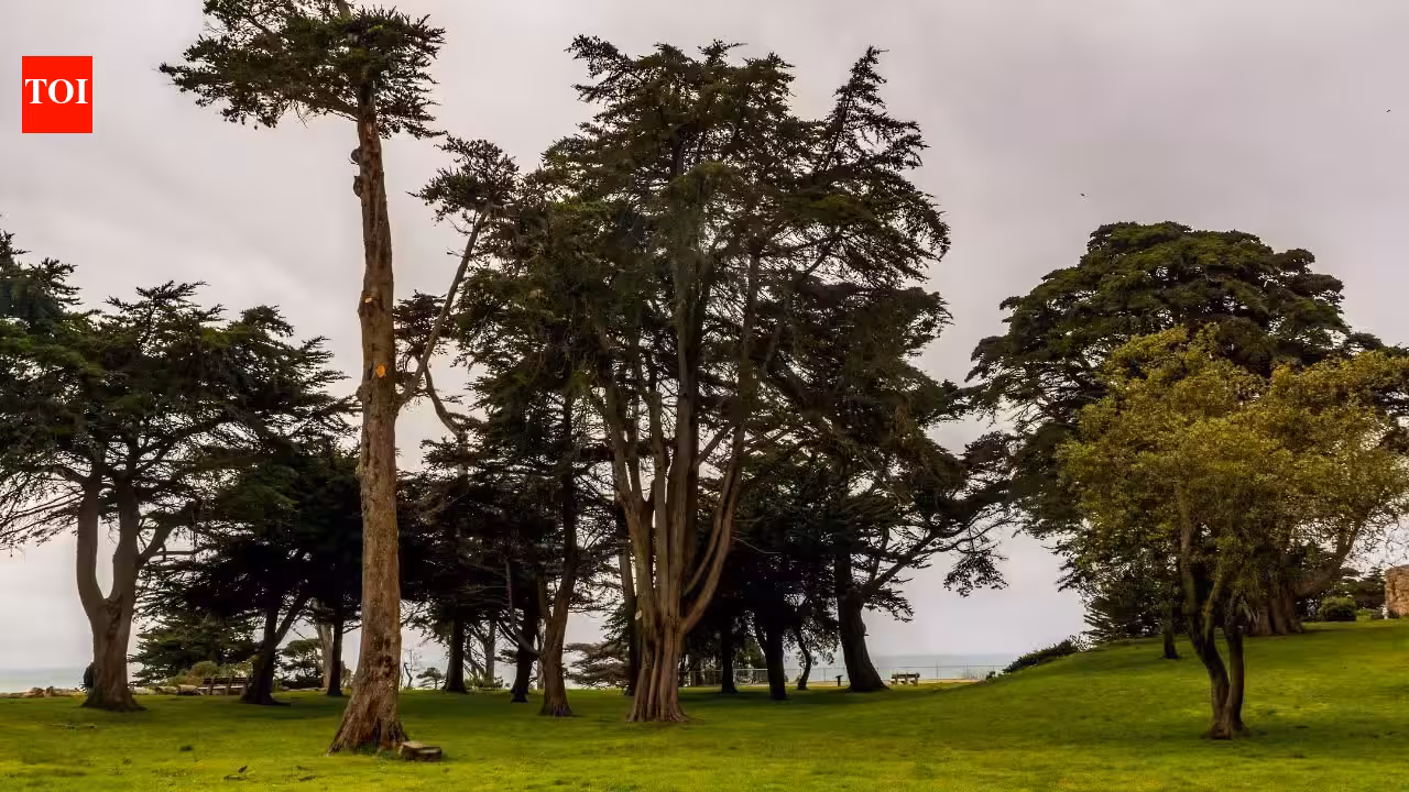 In the 1880s, Adolph Sutro built a 22-acre San Francisco estate filled with hundreds of statues and opened its gardens to the public; the mansion was later demolished and the land became a park