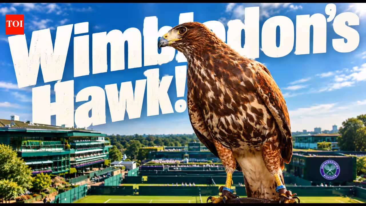 Every Wimbledon morning for the past 18 years, a trained hawk named Rufus has been released to fly over the grounds. His only job: scare away pigeons before play begins | International Sports News Every Wimbledon morning for the past 18 years, a trained hawk named Rufus has been released to fly over the grounds. His only job: scare away pigeons before play begins | International Sports News