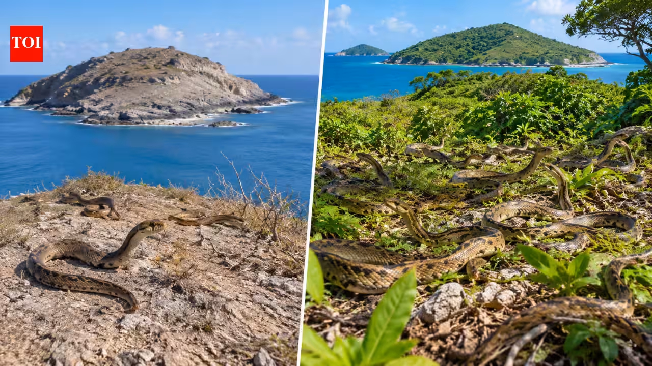 In 1995, just 51 rare snakes survived on one tiny Caribbean island; 21 years later their population topped 1,100 | World News