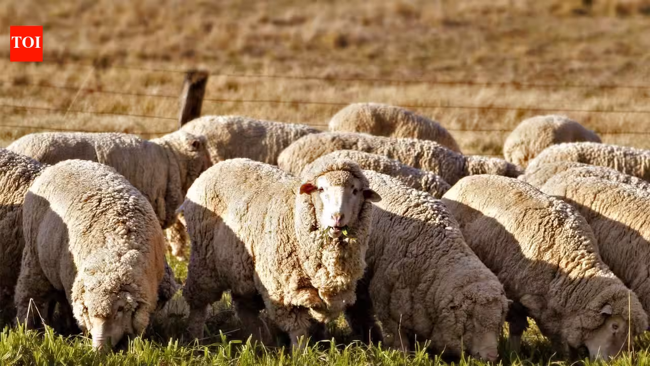A Texas farmer stopped planting cotton and sent his sheep to solar farms; the switch turned a potential 0,000 loss into 0,000 profit | World News