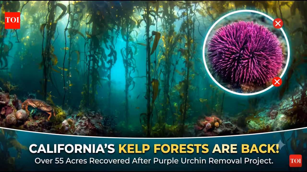 In 2013, California began removing millions of purple urchins from barren reefs; seven years later, more than 55 acres of kelp forest had returned