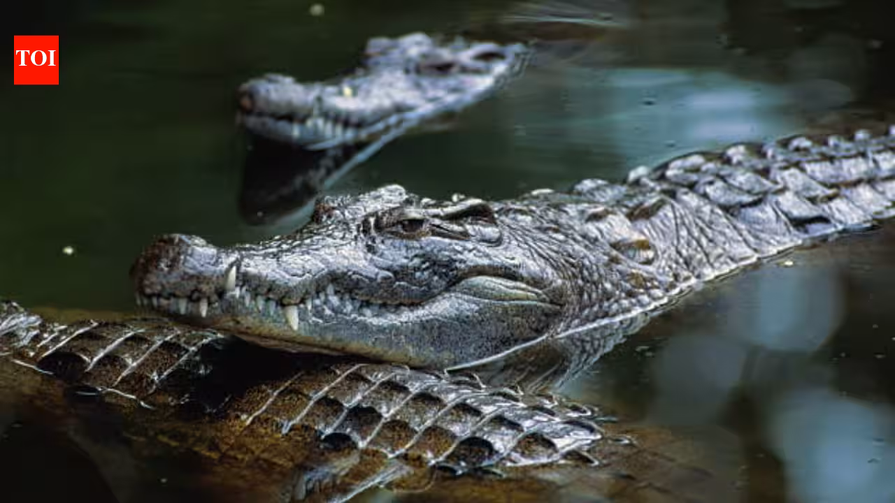 Israel is planning to surround prisons with crocodile-filled moats inspired by Trump’s Alligator Alcatraz; now people are debating wildlife protection and land use Israel is planning to surround prisons with crocodile-filled moats inspired by Trump’s Alligator Alcatraz; now people are debating wildlife protection and land use