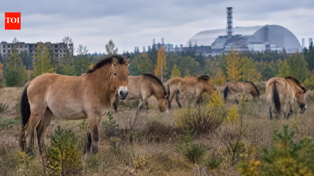 In 1998, 31 Przewalski’s horses were brought to Chernobyl; deaths and poaching followed before their numbers reached 137 by 2018﻿ | World News