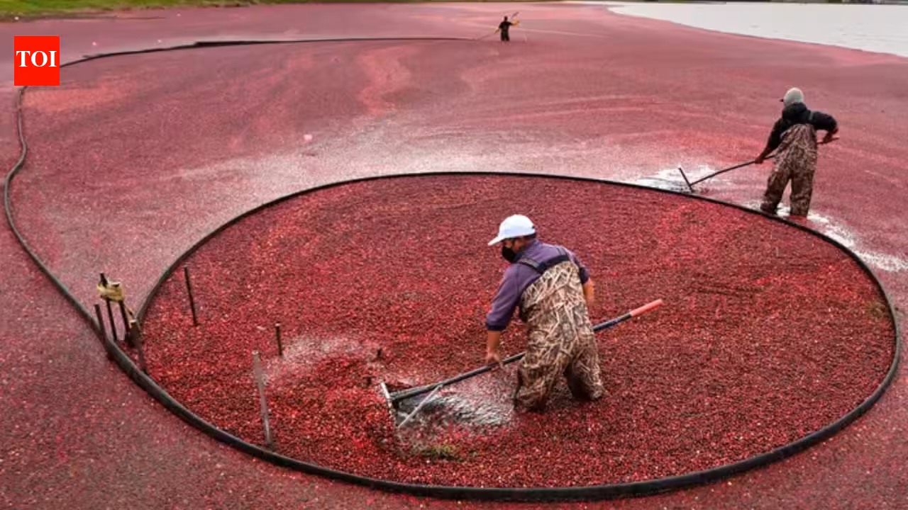 In 2018, Massachusetts removed the first of two old dams from former cranberry bogs; by 2020, 56 acres of wetlands had been rebuilt and 200+ native plant species had In 2018, Massachusetts removed the first of two old dams from former cranberry bogs; by 2020, 56 acres of wetlands had been rebuilt and 200+ native plant species had