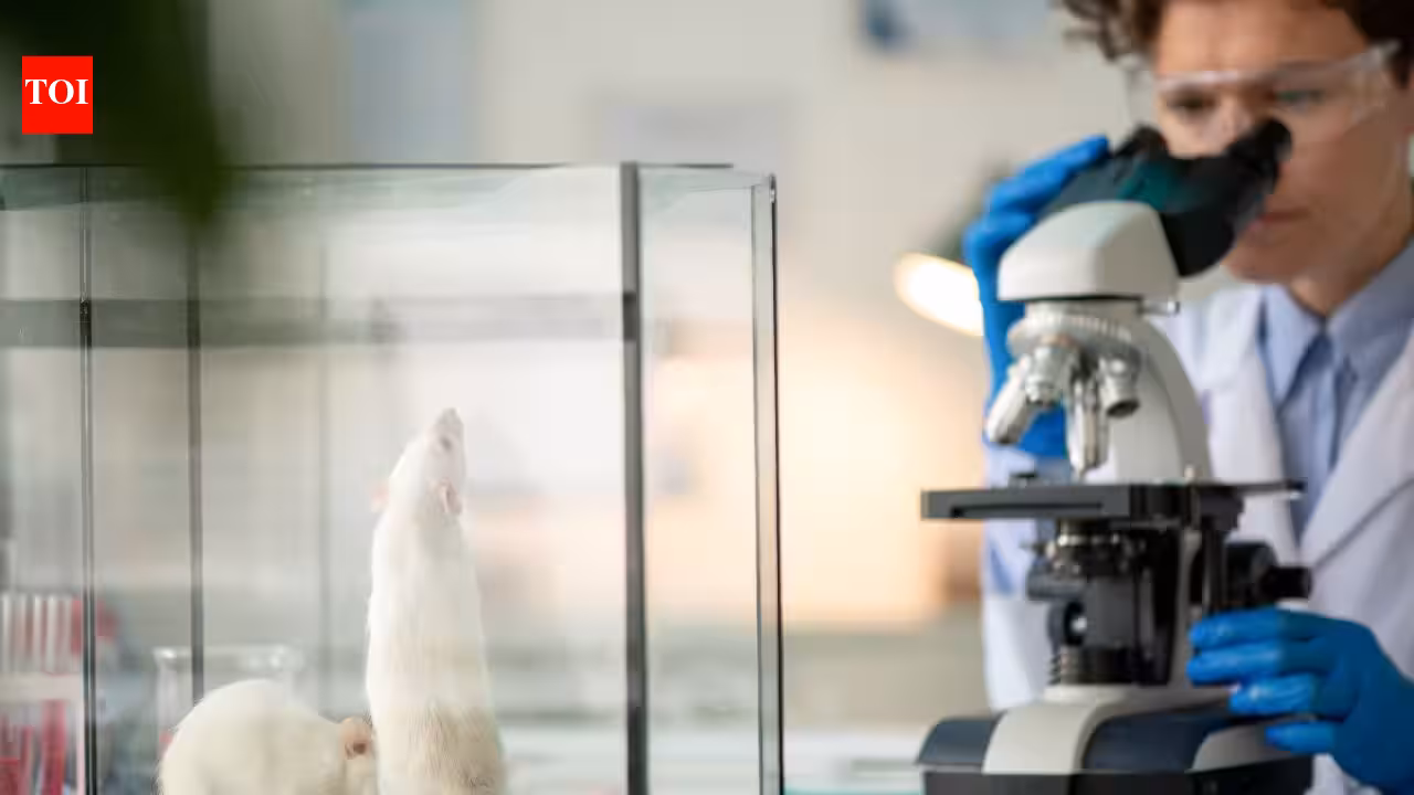 Stanford scientists transplanted human brain tissue into mice missing most of their cortex; within months, it grew to occupy more than 90% of the space