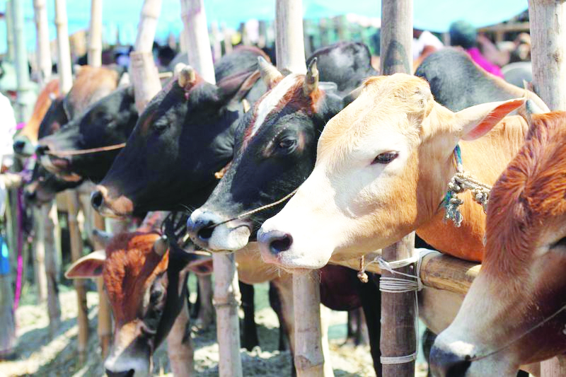 Kathua Police rescue 17 bovines, seize truck; driver arrested