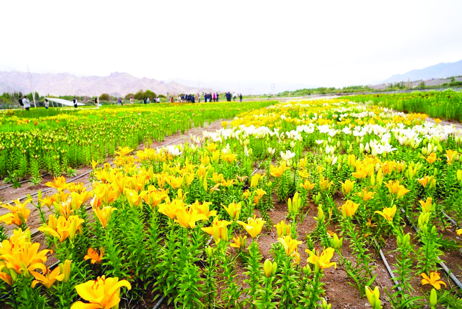 LG Saxena dedicates World’s Highest-Altitude Twin flower fields in Leh on Sewa Diwas