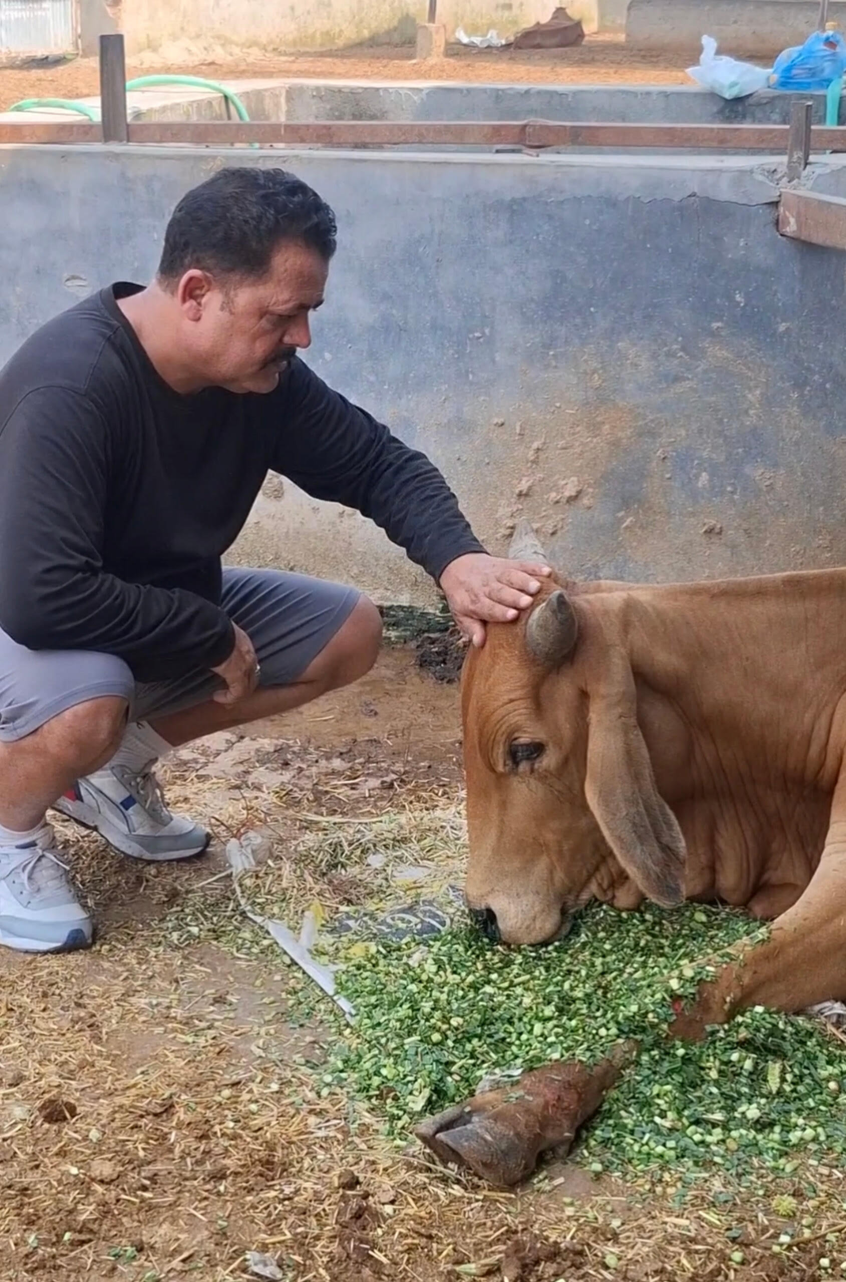 Manuj Kesar questions management of Gaushalas as stray cattle remain on Kathua roads Manuj Kesar questions management of Gaushalas as stray cattle remain on Kathua roads