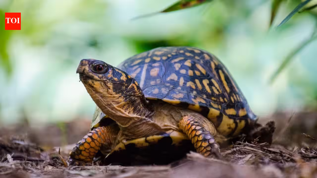 A New Jersey wildlife centre is caring for 219 box turtles after hundreds were dumped near a river; rescuers are now building outdoor enclosures so the turtles can spend winter as they would in the wild
