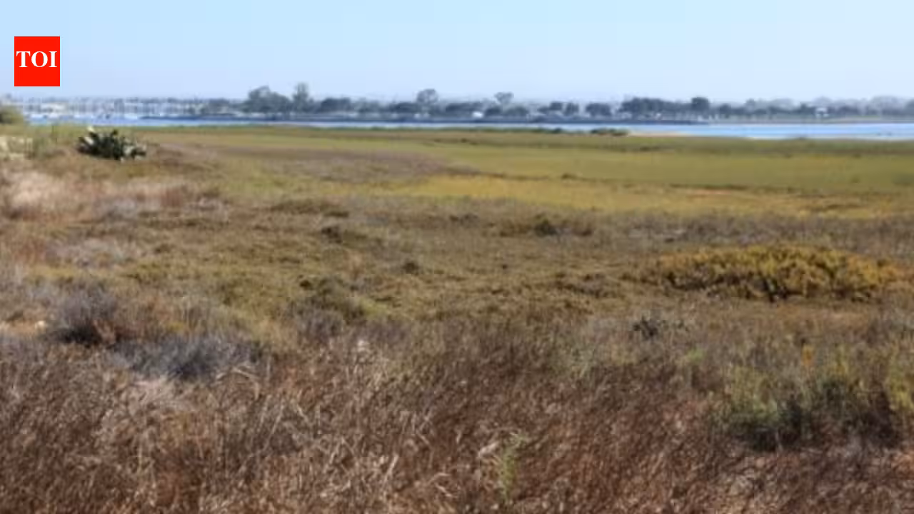 In 2011, California completed a 300-acre restoration of former San Diego salt ponds; five-year monitoring later documented 80 bird, 22 fish and 10 invertebrate species