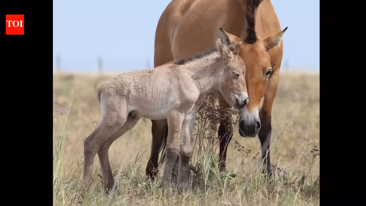 Przewalski’s horses disappeared from Kazakhstan for 200 years; two foals have now been born as conservationists rebuild the wild population | World News