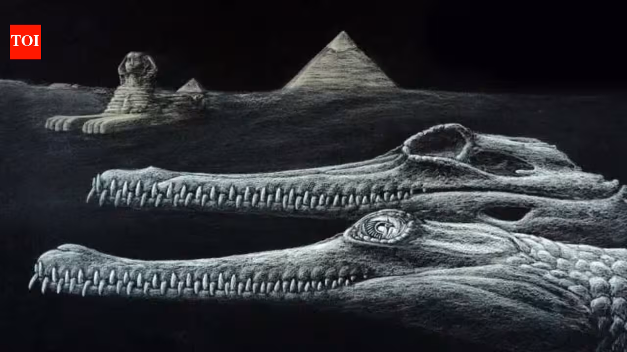 Scientists identified a new extinct crocodile species from the same Egyptian rocks used to build the Great Sphinx; even the fossil is missing the tip of its snout, echoing the monument