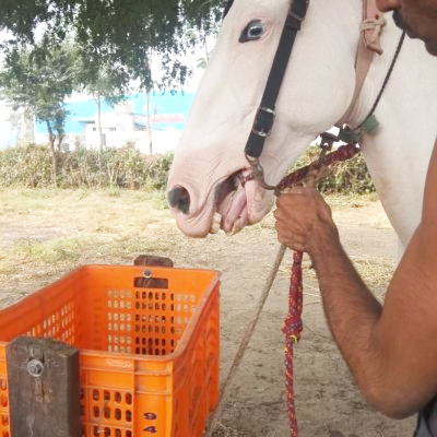 Jammu Animal Husbandry Department, PETA India Seize 140 Illegal Spiked Bits In Katra, Shiv Khori
